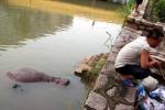 Из затопленного китайского зоопарка уплыл бегемот