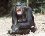 Является ли шимпанзе личностью? 