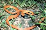 На остров Гуам для борьбы со змеями сбросили две тысячи мышей