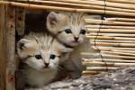 Японец совершил серию краж ради 120 кошек