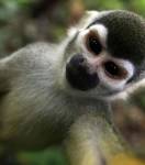 Примата, ставшего отцом 50 детей, выселили из немецкого зоопарка за плодовитость