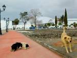 Пять бродячих собак в Сочи обрели хозяев