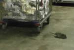 Крыса из супермаркета заразила водителя смертельным заболеванием