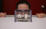 Мужской запах пугает мышей и мешает биомедицинским исследованиям