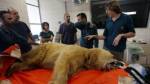 Израильские ветеринары впервые провели операцию на позвоночнике медведя