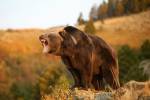 Медведь настолько напугал ученых, что они решили его кастрировать