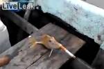 Видеоролик с курящей рыбой возмутил зоозащитников