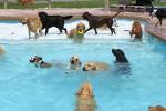 Американский отель для животных устроил массовое купание собак
