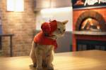 Японская пиццерия наняла котов обслуживать посетителей