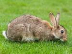 В геноме кроликов обнаружен отпечаток одомашнивания