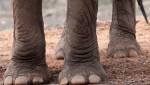 Малавийские слоны-убийцы растоптали семь человек