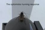 О сверхостром зрении тараканов узнали с помощью виртуальной реальности