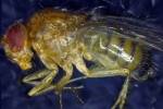 Ученые на мухах испытали эликсир молодости