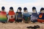 Самый старый австралиец год вязал свитера для пингвинов