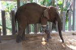 В Таиланде слон сменил пятый протез ноги