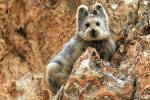 В Китае впервые за 22 года зоологи заметили волшебного кролика