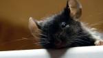 Крысы распознают страдания на мордах своих сородичей