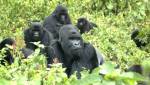 Геном горных горилл показал пользу близкородственного скрещивания