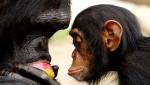 Суд в США отказался считать шимпанзе личностями