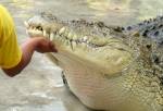 Ученые выяснили, как температура влияет на пол крокодила