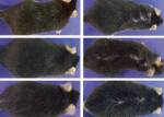 Биологи создали нелысеющих мышей