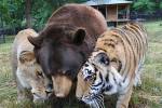 В американском приюте отметили 15-летие дружбы льва, тигра и медведя