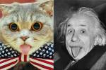 Кошка-Эйнштейн с хронически высунутым языком покорила интернет
