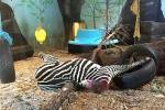 В норвежском зоопарке лишнюю зебру скормили тиграм при посетителях