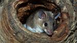 Обнаружена первая мышь с менструальным циклом как у женщин