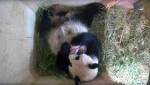В австрийском зоопарке панда внезапно родила двойню