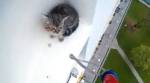 Упавшего на карниз 12-го этажа котенка спасли в Сингапуре