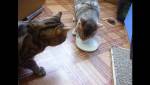 Ролик с борющимися за молоко красноярскими котами набрал 50 миллионов просмотров