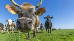 Австралийские водоросли и супертрава избавят коров от метановой отрыжки