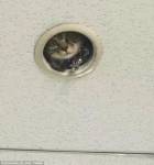 В Японии кошка-шпион наблюдала за работой офиса через дыру в потолке