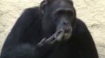 В северокорейском зоопарке шимпанзе закурила сигарету