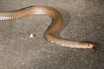 В ЮАР подросток выжил после укуса одной из самых ядовитых в мире змей