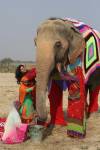 В Индии замерзающим по ночам слонам связали пижамы