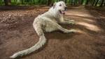 В Бельгии пес побил мировой рекорд на самый длинный хвост