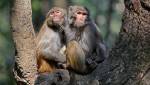 Противозачаточный гель показал эффективность на самцах обезьян
