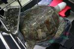 Тайские ветеринары облегчили морскую черепаху на 900 монет