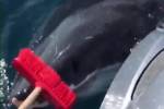 Австралийский матрос прогнал большую белую акулу шваброй