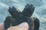 Во Флориде нашли двухголовую морскую черепаху