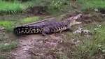 Гигантский крокодил перепугал жителей индонезийской деревни