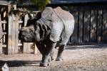 Носорог догнал и покалечил охотившегося на него браконьера