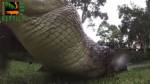 Утробу крокодила показали на видео изнутри