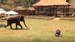 Миролюбивый слон бросился спасать хозяина из драки