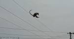 Свободолюбивая обезьяна спрыгнула с 50-метровой вышки и выжила