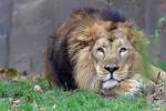 Сразу 11 редких львов погибли при странных обстоятельствах в Индии