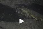 Огромного крокодила с леопардом в зубах сняли на видео