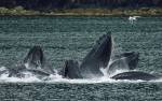 Горбатые киты перестали петь песни рядом с морскими судами